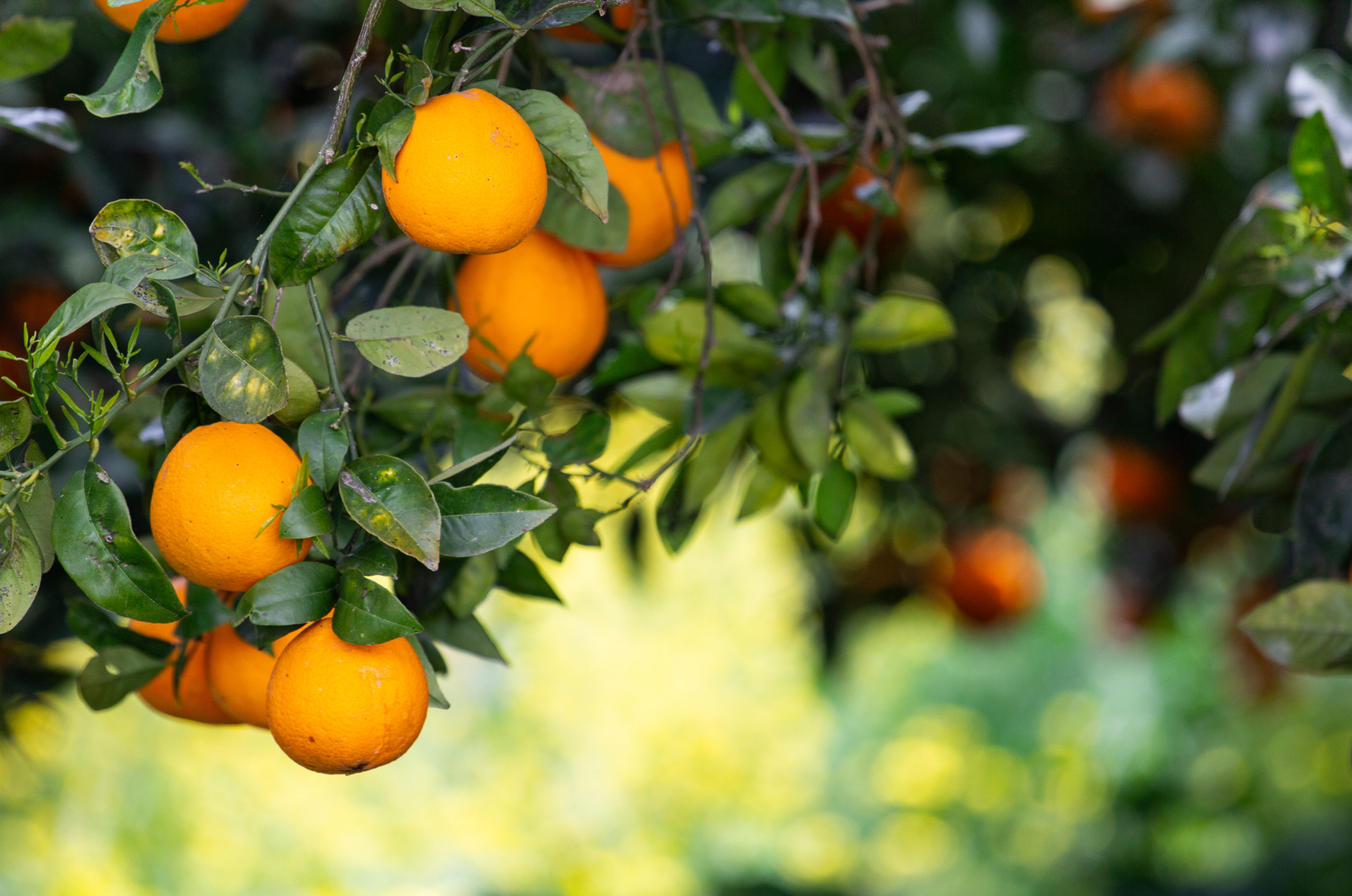 Spring on Sicily – road trip for a week