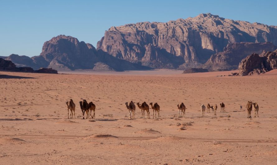 Wadi Rum Desert – a branch of Mars in Jordan