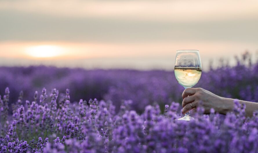 Лаванда в Молдові – маршрут на вихідні