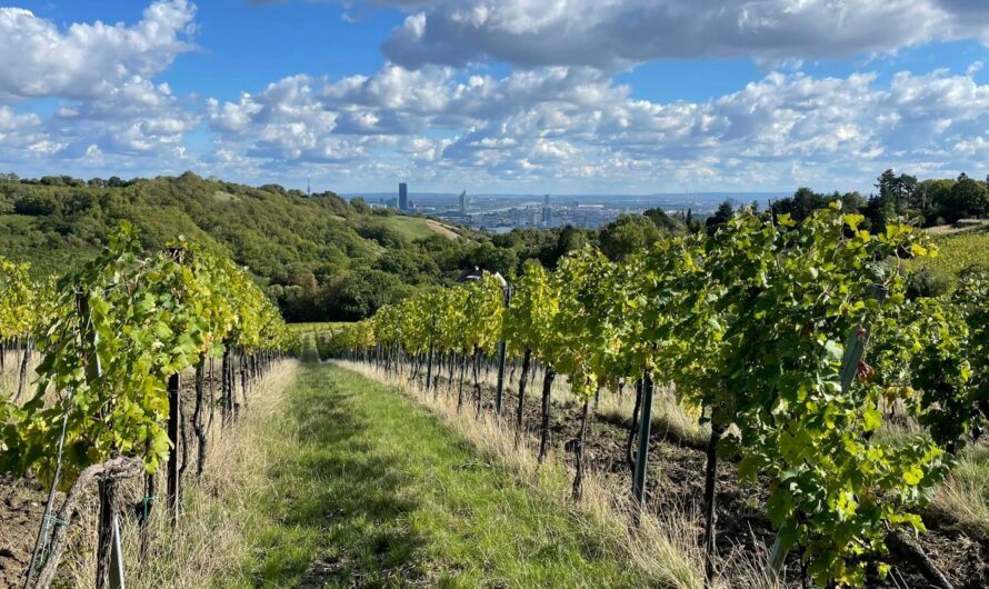 Віденські виноградники – пішохідний маршрут околицями австрійської столиці