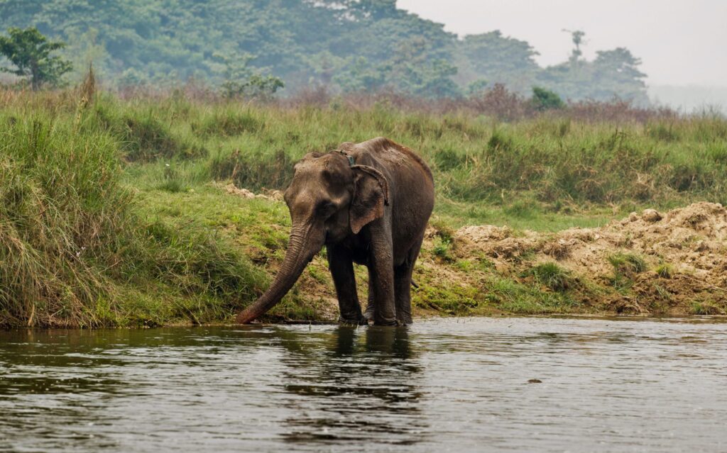 Chitwan, Nepal