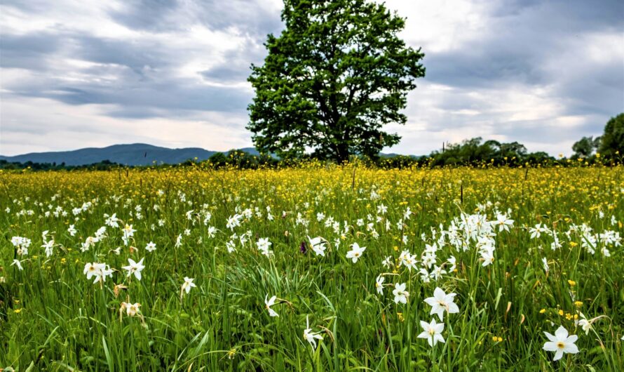 Квітуча Україна – де навесні побачити проліски, тюльпани, нарциси, крокуси та сакури