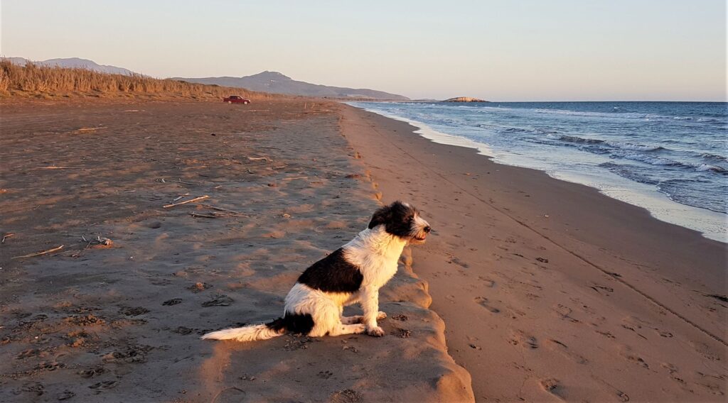 "Patara <img loading=