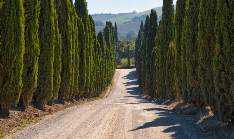 Via Francigena – Italian Camino, route details from Lucca to Rome