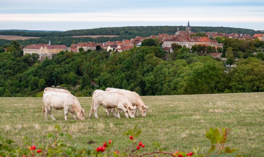The most beautiful villages in France – a road trip through Burgundy