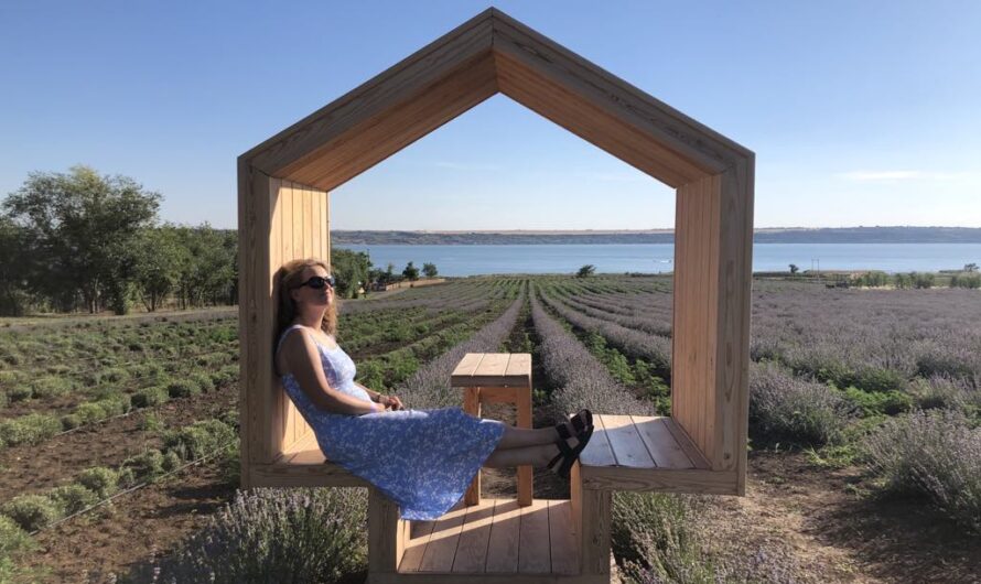 Лавандові поля в Україні